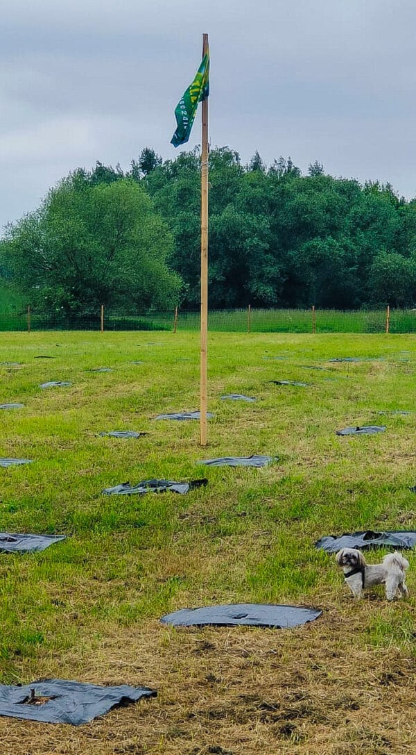 Drzewka tlenowe na plantacjach Oxytree24io dla osób nie posiadających własnych gruntów - obrazek 3