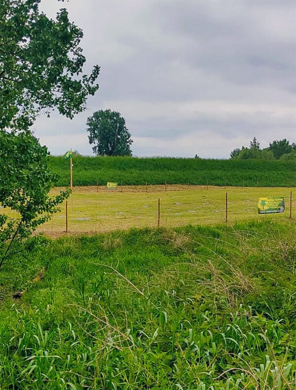 Drzewka tlenowe na plantacjach Oxytree24io dla osób nie posiadających własnych gruntów - obrazek 4