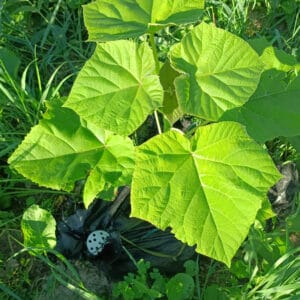 Sadzonka Paulownii