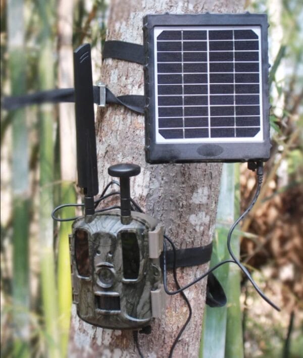 Monitoring plantacji