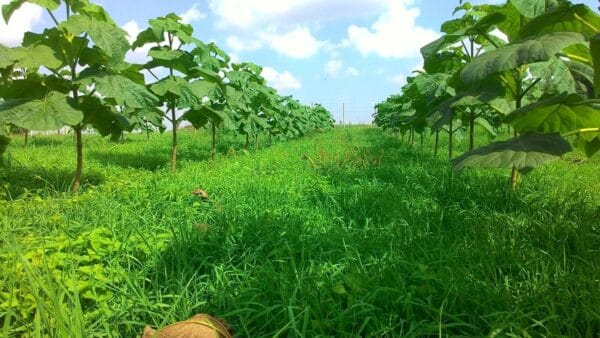 Drzewka tlenowe na plantacjach Oxytree24io dla osób nie posiadających własnych gruntów - obrazek 6