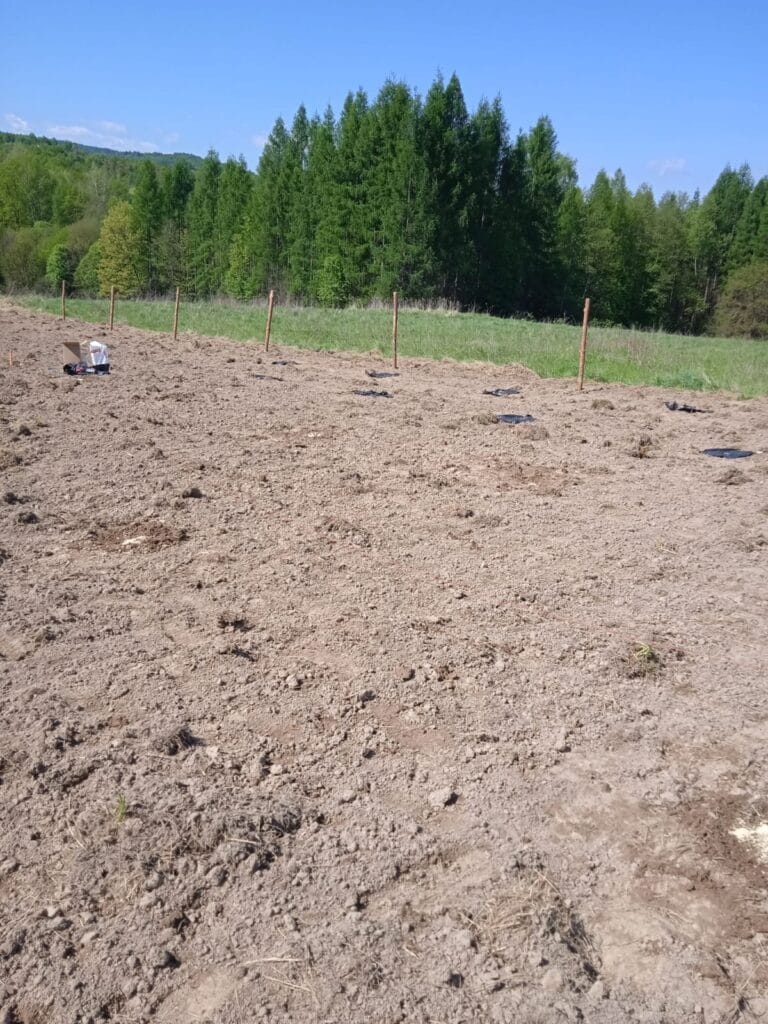 Majówka na Plantacji: Relacja z Przygotowań pod Nową Uprawę Paulowni 1 IMG 20250502 WA0005