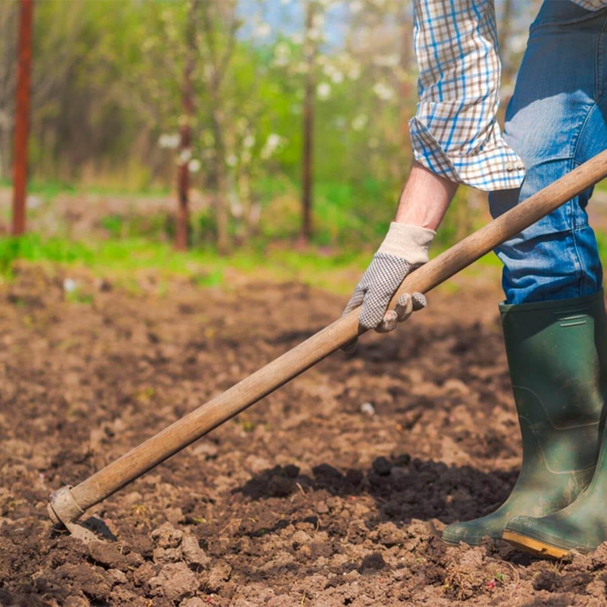 Nowość w naszej ofercie: Zaprawa do sadzenia drzew tlenowych - Paulownia 2 Proces sadzenia drzewa tlenowego z użyciem specjalistycznej zaprawy