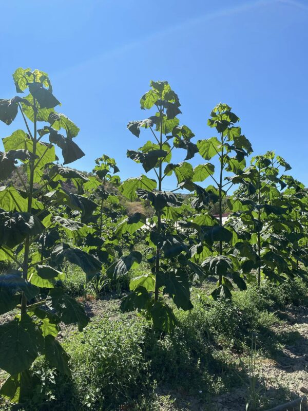 Drzewka tlenowe na plantacjach Oxytree24io dla osób nie posiadających własnych gruntów - obrazek 5