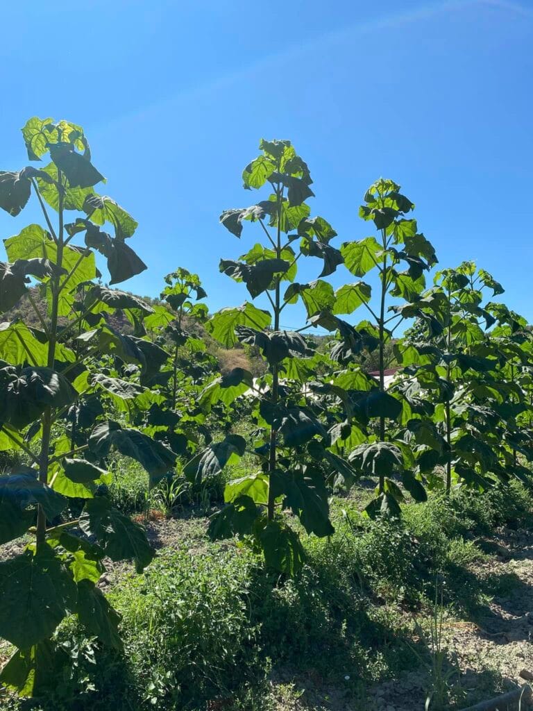 OxyTree Drzewa tlenowe 6 Najczęściej Zadawane Pytania (FAQ): Uprawa Zlecona Oxytree