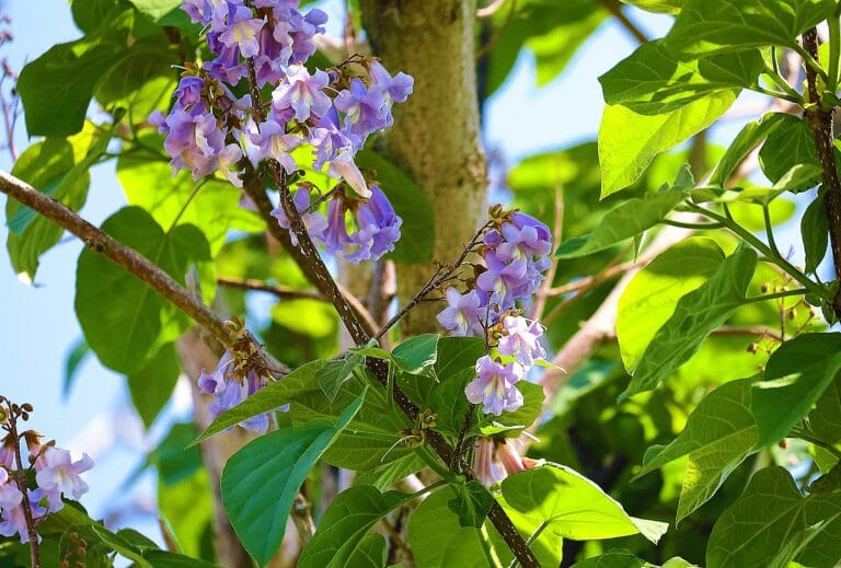 OxyTree Drzewa tlenowe 6 Przewodnik cięcia i prowadzenia paulowni w celu uzyskania długiej, czystej kłody (6–8 m).